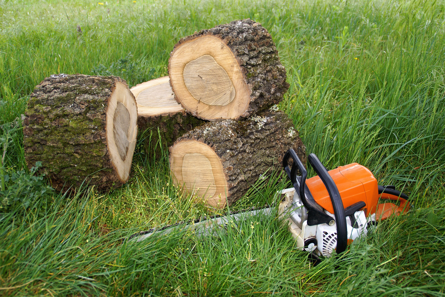 Les points à connaître avant d’abattre un arbre Maison Actuelle Et Travaux