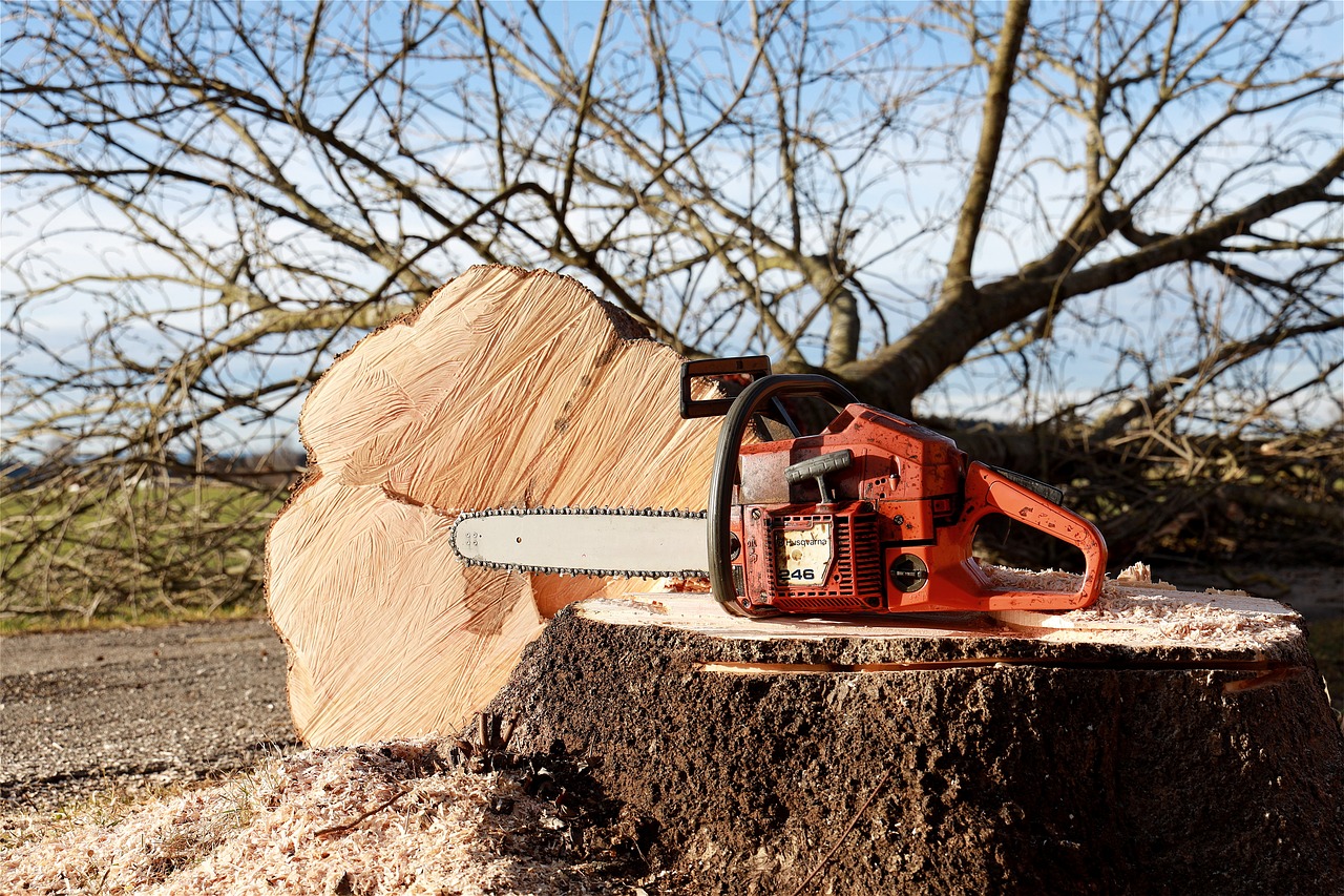 travaux_elagage