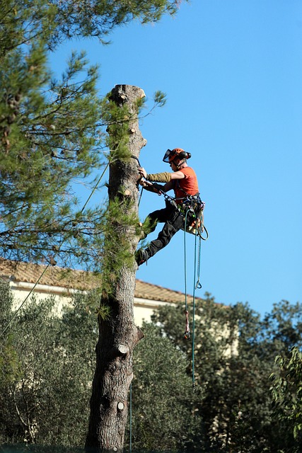 élagage de vos arbres