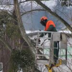 Élagage des arbres de grande taille en milieu urbain