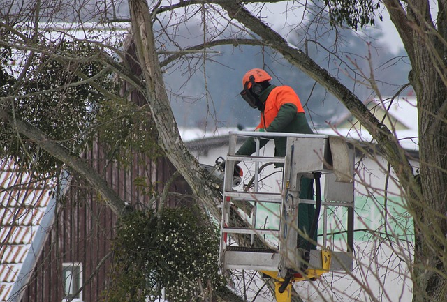 Élagage des arbres de grande taille en milieu urbain